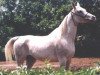 broodmare Pipinka ox (Arabian thoroughbred, 1980, from Pesniar 1975 ox)