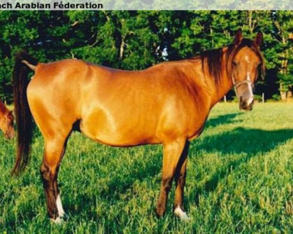 broodmare Mandore 1976 ox (Arabian thoroughbred, 1976, from Grabiec 1964 ox)