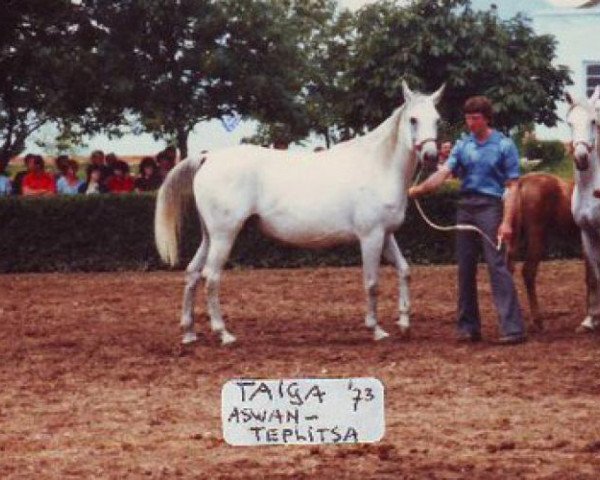 Zuchtstute Taiga ox (Vollblutaraber, 1973, von Aswan 1958 EAO)