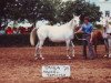 broodmare Taiga ox (Arabian thoroughbred, 1973, from Aswan 1958 EAO)