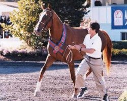 broodmare Berlina (Hanoverian, 1994, from Brentano II)