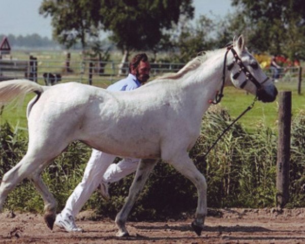 Zuchtstute Savanna ox (Vollblutaraber, 1975, von Naslednik 1961 ox)