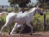 broodmare Savanna ox (Arabian thoroughbred, 1975, from Naslednik 1961 ox)