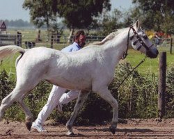 broodmare Savanna ox (Arabian thoroughbred, 1975, from Naslednik 1961 ox)