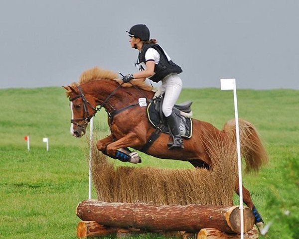horse TICET (Polish Pony, 2009)