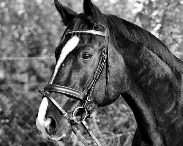 horse Igor 208 (Hanoverian, 1997, from Espri)