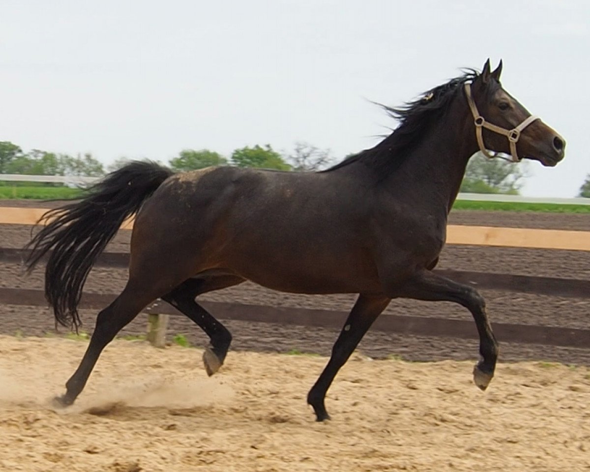 broodmare Bijou (Oldenburg, 2011, from Belstaff)
