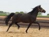 broodmare Bijou (Oldenburg, 2011, from Belstaff)