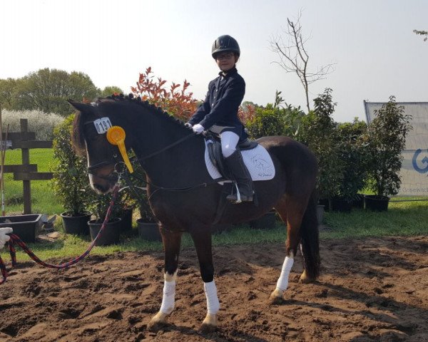 dressage horse Nobel Picaldi (German Riding Pony, 2010, from Nibelungenheld II)