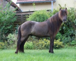 Pferd Fylkir vom Laekurhof (Islandpferd, 2017)