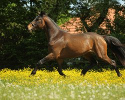 Dressurpferd Karlito (Trakehner, 2013, von Iskander)