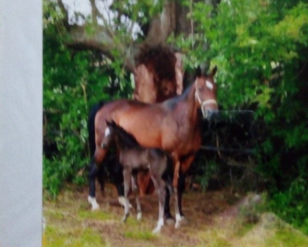 Zuchtstute Antilope (Hannoveraner, 1996, von Aargau)