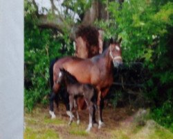 broodmare Antilope (Hanoverian, 1996, from Aargau)