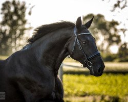 jumper Evita (Hanoverian, 2005, from El Bundy)