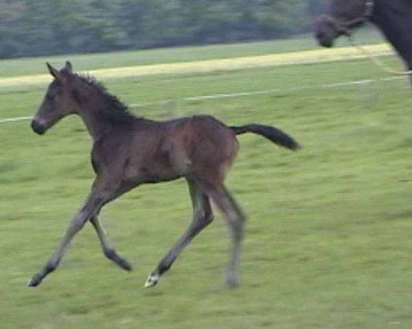 Pferd Lauries Salvation (Westfale, 2002, von Laurentianer)