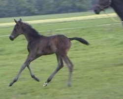 horse Lauries Salvation (Westphalian, 2002, from Laurentianer)