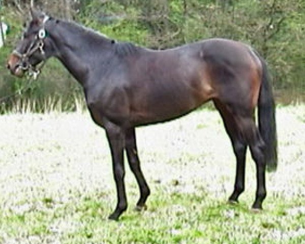 horse Siegmund xx (Thoroughbred, 2004, from Alkalde xx)