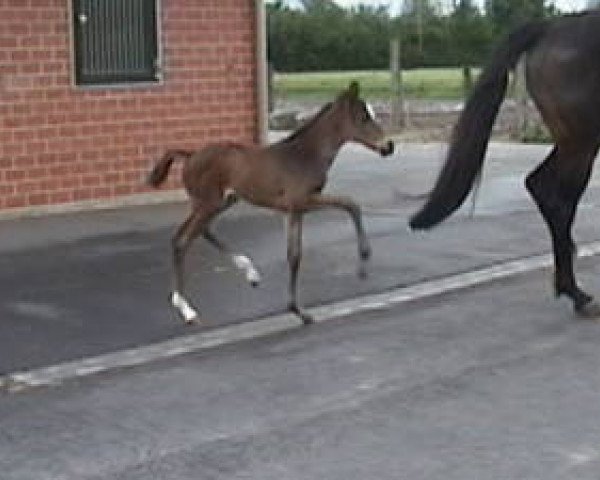 horse Sakura xx (Thoroughbred, 2007, from Black Sam Bellamy xx)
