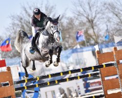 jumper Chester van't Goor Z (Zangersheide riding horse, 2010, from Chellano Z)