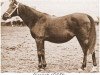 Zuchtstute Simrieh ox (Vollblutaraber, 1903, von Seyal 1897 ox)