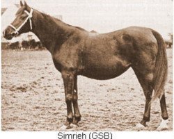 broodmare Simrieh ox (Arabian thoroughbred, 1903, from Seyal 1897 ox)