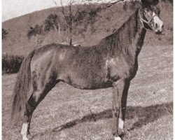 broodmare Selmnab ox (Arabian thoroughbred, 1920, from Nawab ox)