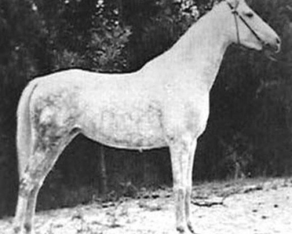 Zuchtstute Nakkla ox (Araber, 1932, von Fondak ox)