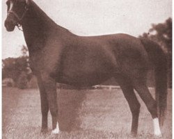 broodmare Rageyma ox (Arabian thoroughbred, 1936, from Mirage 1919 DB)