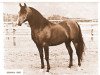 stallion Gesakkla ox (Arabian thoroughbred, 1956, from Rasakkla)