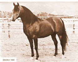 stallion Gesakkla ox (Arabian thoroughbred, 1956, from Rasakkla)