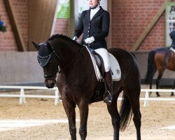 dressage horse Amarock L. (Oldenburg, 2008, from Abke 4)