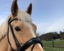 dressage horse Baumann's Calimero (German Riding Pony, 2010, from FS Champion de Luxe)