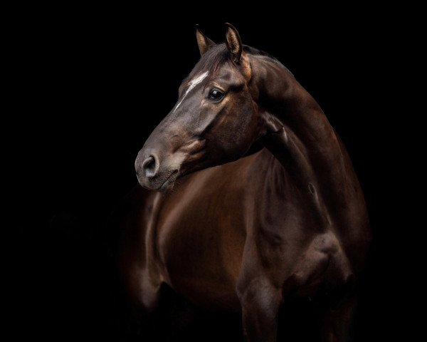 dressage horse Vencount (Hanoverian, 2013, from Viscount 22)