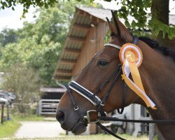 Zuchtstute Mika 61 (Polnisches Warmblut, 2008, von Honwed)