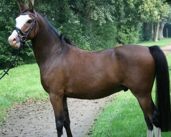 Springpferd Peb (Deutsches Reitpony, 2012)