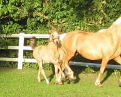 Zuchtstute Amazons Chrystal (Welsh-Cob (Sek. D), 2015, von Gwynfaes Orig)