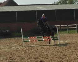 jumper La Vie Est Belle (German Warmblood, 2013, from Landgraf Georg)