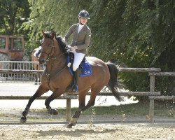 jumper Alonzo Un Prince (Selle Français, 2010, from Number One D'Iso Un Prince)