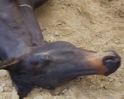 Springpferd Rocco du Faubourg (Selle Français, 2005, von Arpege Pierreville)