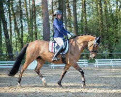 broodmare Die Da RB (German Riding Pony, 2011, from FS Don't Worry)