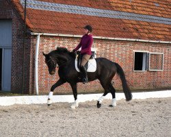 dressage horse Stedefreund 3 (Oldenburg, 2014, from Surprice)