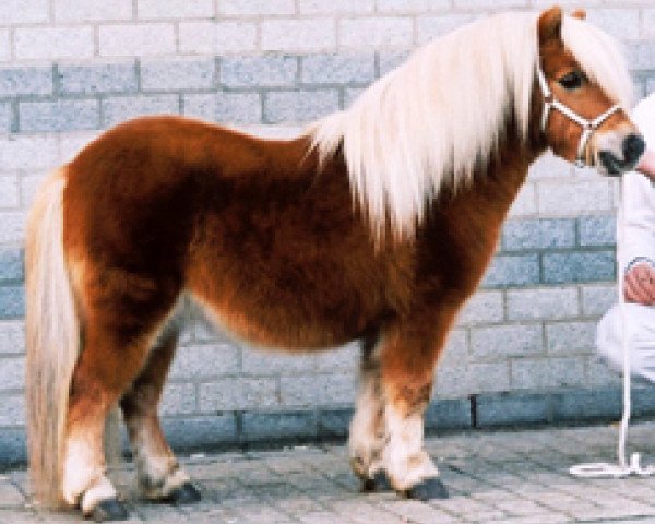 stallion Larros v. Stal de Noorderkempen (Shetland pony (under 87 cm), 1996, from Expensive van Bromishet)