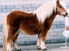 stallion Larros v. Stal de Noorderkempen (Shetland pony (under 87 cm), 1996, from Expensive van Bromishet)