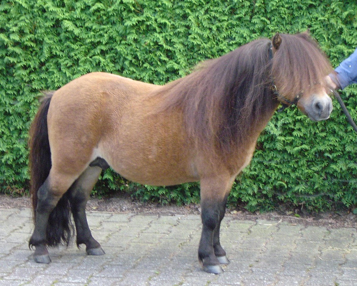 Deckhengst Ivo van de Lindenhof (Shetland Pony (unter 87 cm), 1994, von Adam van Spuitjesdom)
