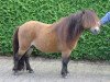 Deckhengst Ivo van de Lindenhof (Shetland Pony (unter 87 cm), 1994, von Adam van Spuitjesdom)