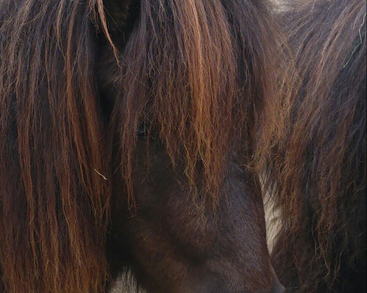 Zuchtstute Lulu vom Rabenschloss (Deutsches Classic Pony, 2016, von Joker vom Uhlenbruch)