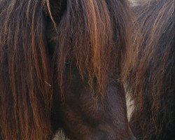 broodmare Lulu vom Rabenschloss (German Classic Pony, 2016, from Joker vom Uhlenbruch)