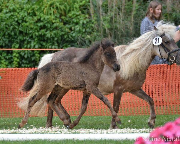 Deckhengst Johann vom Rabenschloss (Deutsches Classic Pony, 2017, von Joker vom Uhlenbruch)