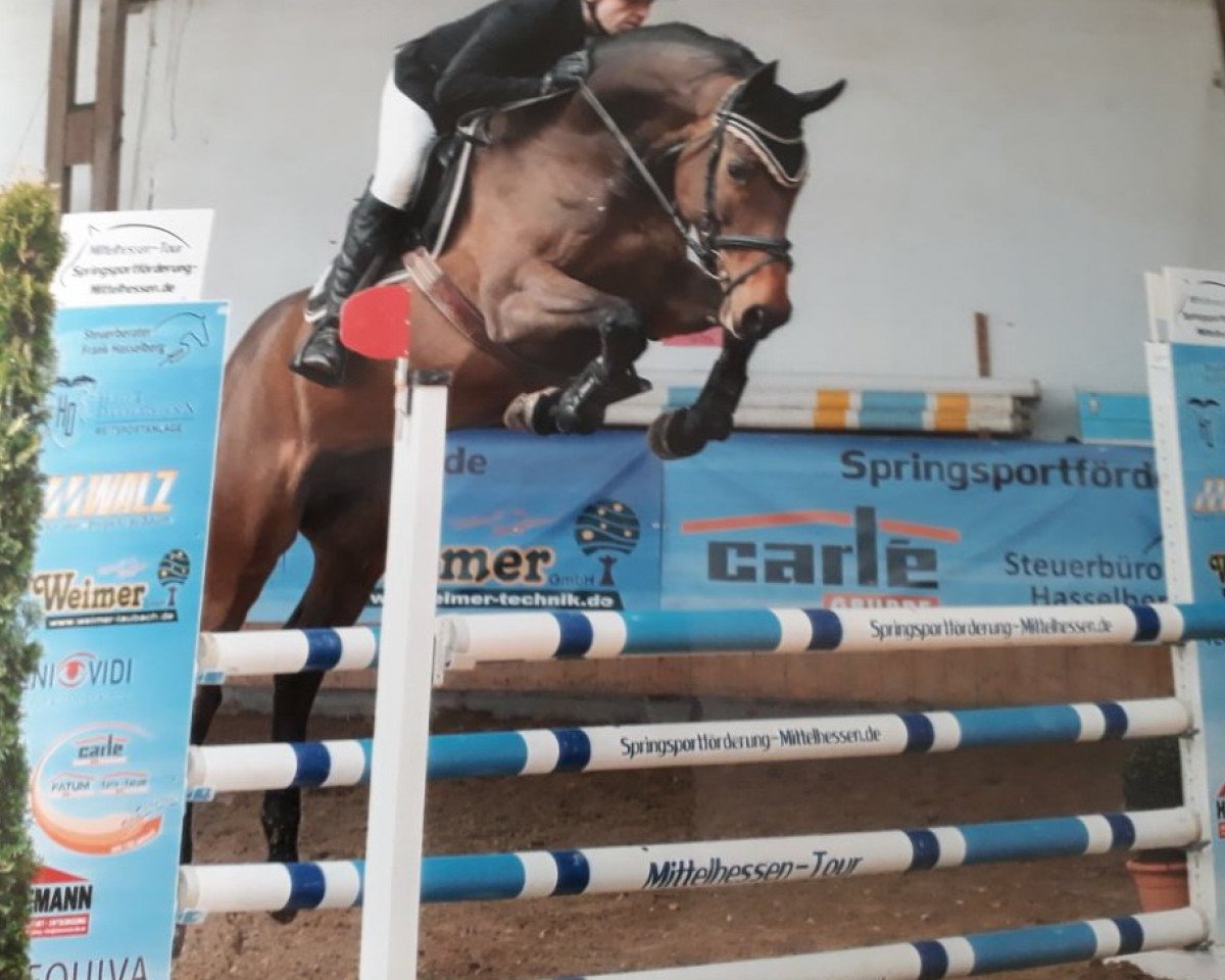 broodmare Equilibria (Holsteiner, 2012, from Berlin)
