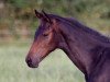 jumper Goldjunge 158 (Holsteiner, 2016, from Goldfever)